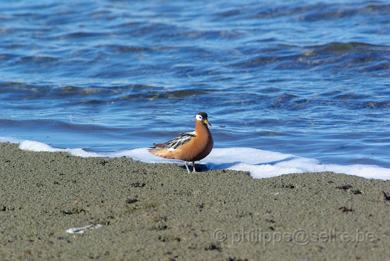 IMGP8480.JPG - Phalarope à bec large (phalaropus fulicarius)