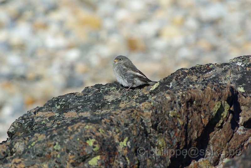 IMGP8558.JPG - Bruant des neiges (plectrophenax nivalis)