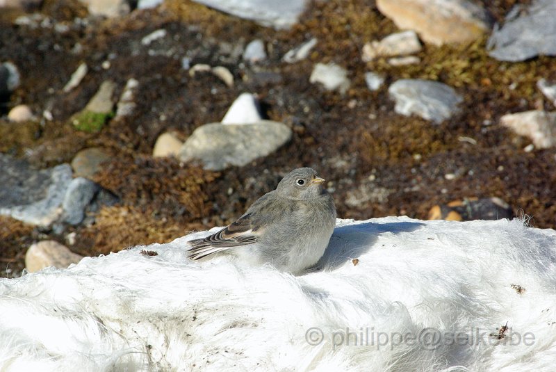 IMGP8564.JPG - Bruant des neiges (plectrophenax nivalis)