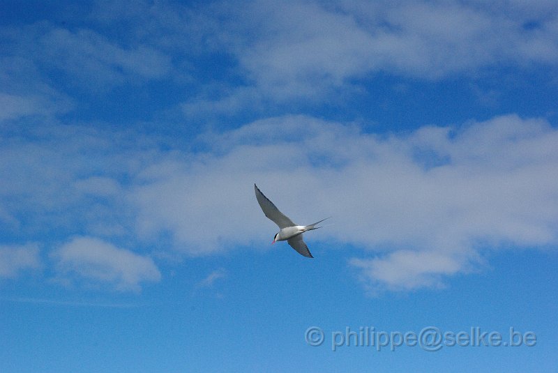 IMGP8618.JPG - Sterne arctique (sterna paradiseae)