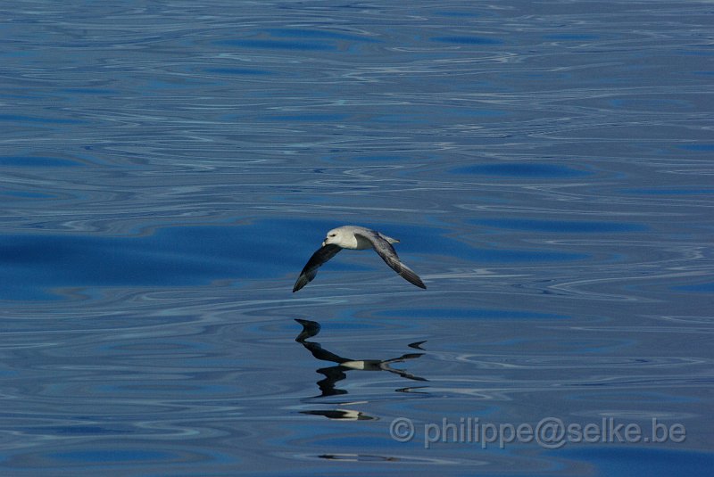 IMGP8628.JPG - Fulmar boréal (fulmarus glacialis)