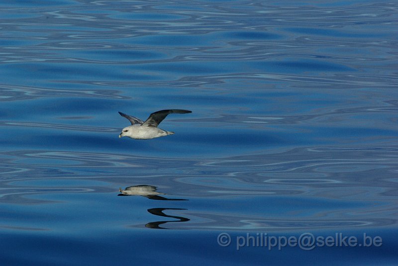 IMGP8629.JPG - Fulmar boréal (fulmarus glacialis)