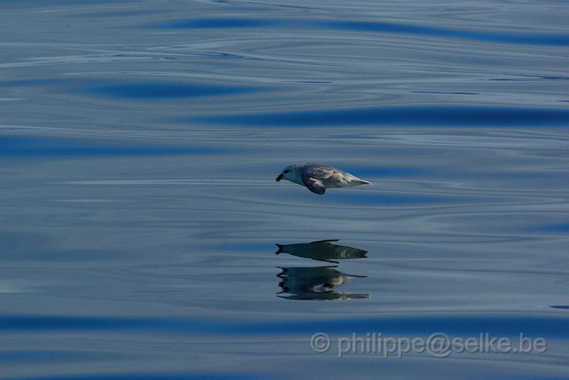 IMGP8631.JPG - Fulmar boréal (fulmarus glacialis)