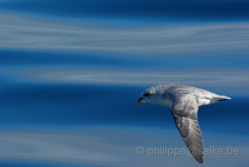 IMGP8635.JPG - Fulmar boréal (fulmarus glacialis)