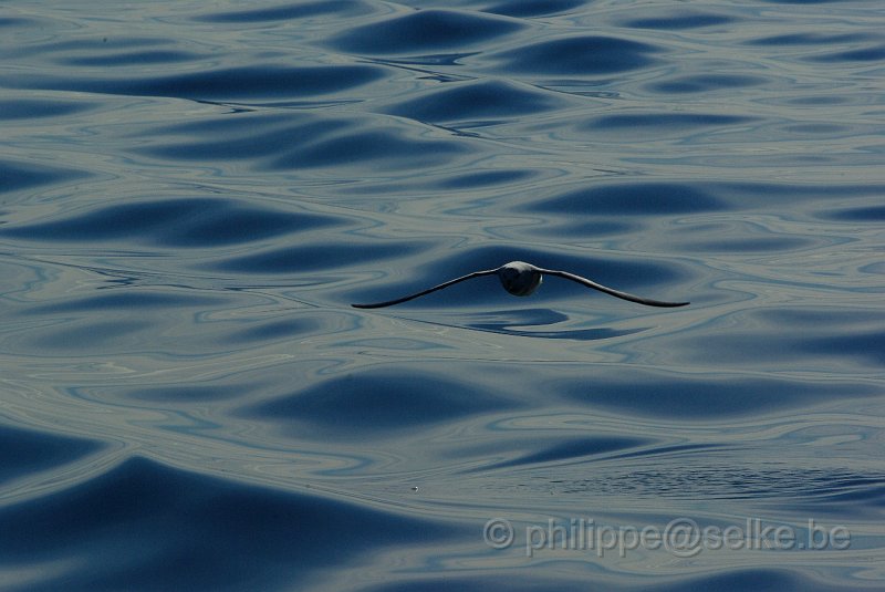 IMGP8638.JPG - Fulmar boréal (fulmarus glacialis)
