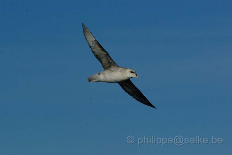 IMGP8644.JPG - Fulmar boréal (fulmarus glacialis)