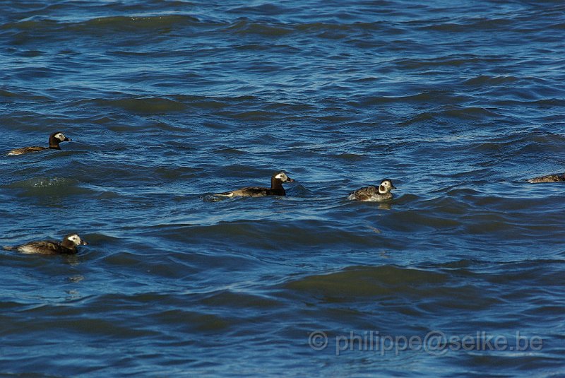 IMGP8714.JPG - Harelde boréale (clangula hyemalis)