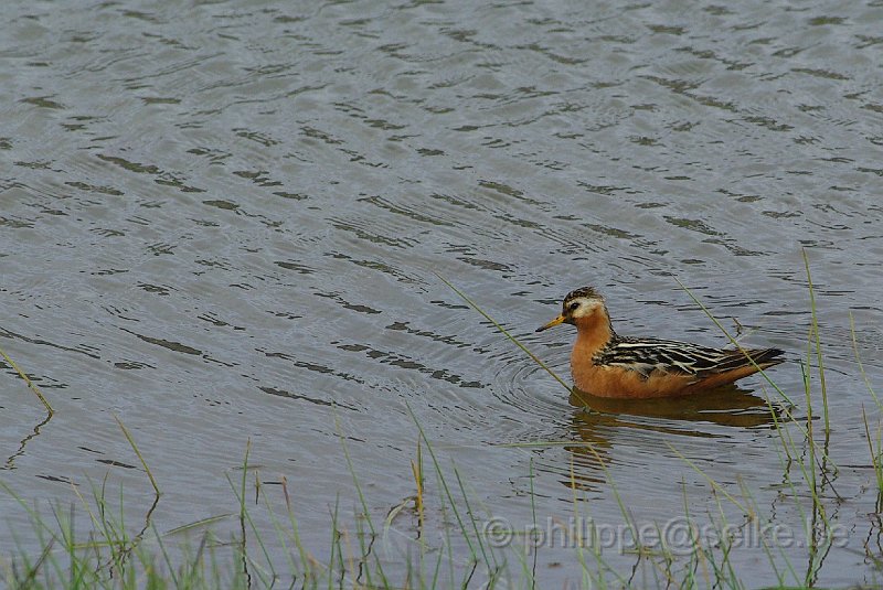 IMGP8757.JPG - Phalarope à bec large (phalaropus fulicarius)