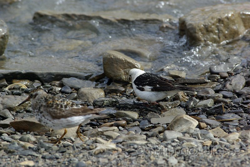 IMGP8777.JPG - Bruant des neiges (plectrophenax nivalis)