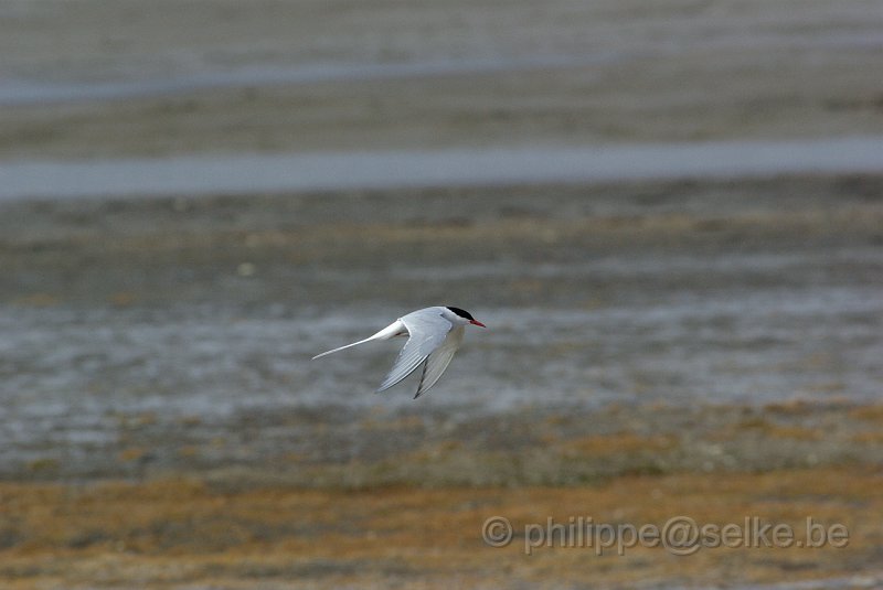 IMGP8793.JPG - Sterne arctique (sterna paradiseae)