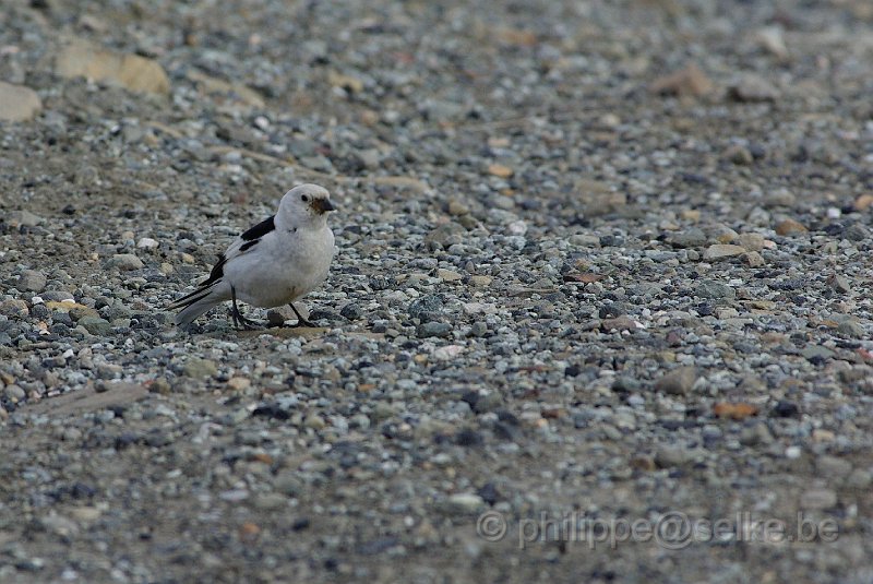 IMGP8819.JPG - Bruant des neiges (plectrophenax nivalis)