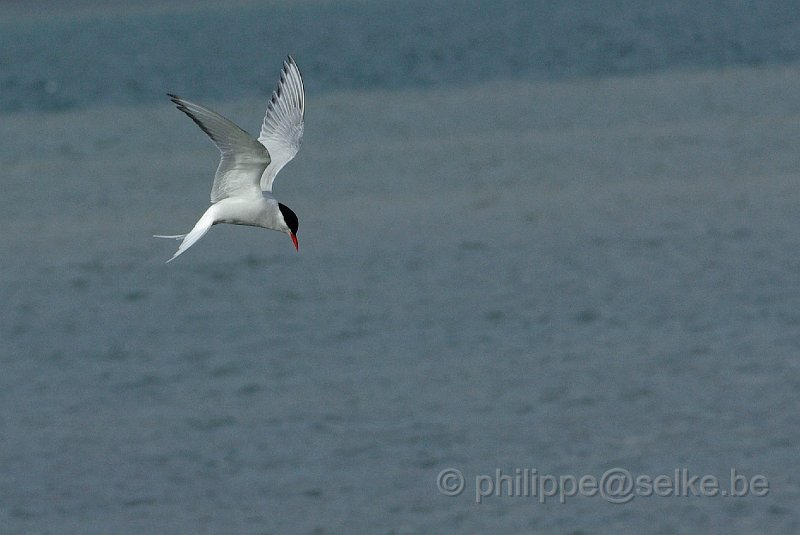 IMGP8835.JPG - Sterne arctique (sterna paradiseae)