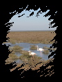 Camargue avril 06 (2) - 22