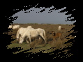 Camargue avril 06 (1) - 136